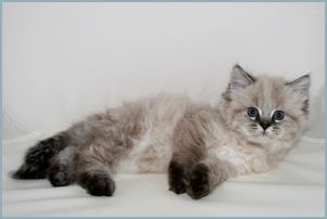 Female Siberian Kitten from Deedlebug Siberians